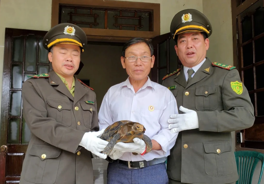 Người dân Huế giao nộp rùa núi viền quý hiếm cho kiểm lâm
