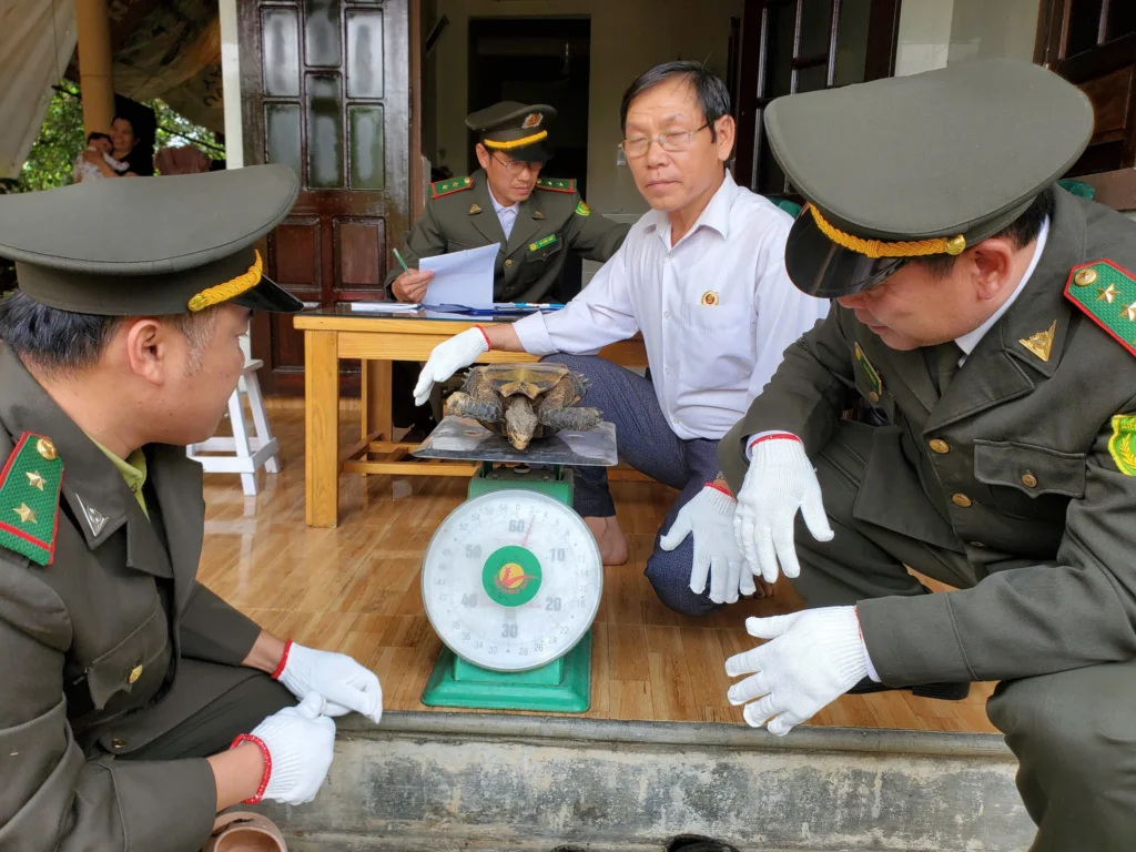Người dân Huế giao nộp rùa núi viền quý hiếm cho kiểm lâm