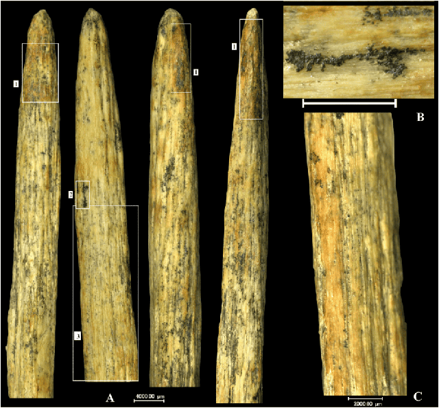 Phát hiện mũi giáo xương 80.000 năm tuổi do người Neanderthal chế tạo tại Nga