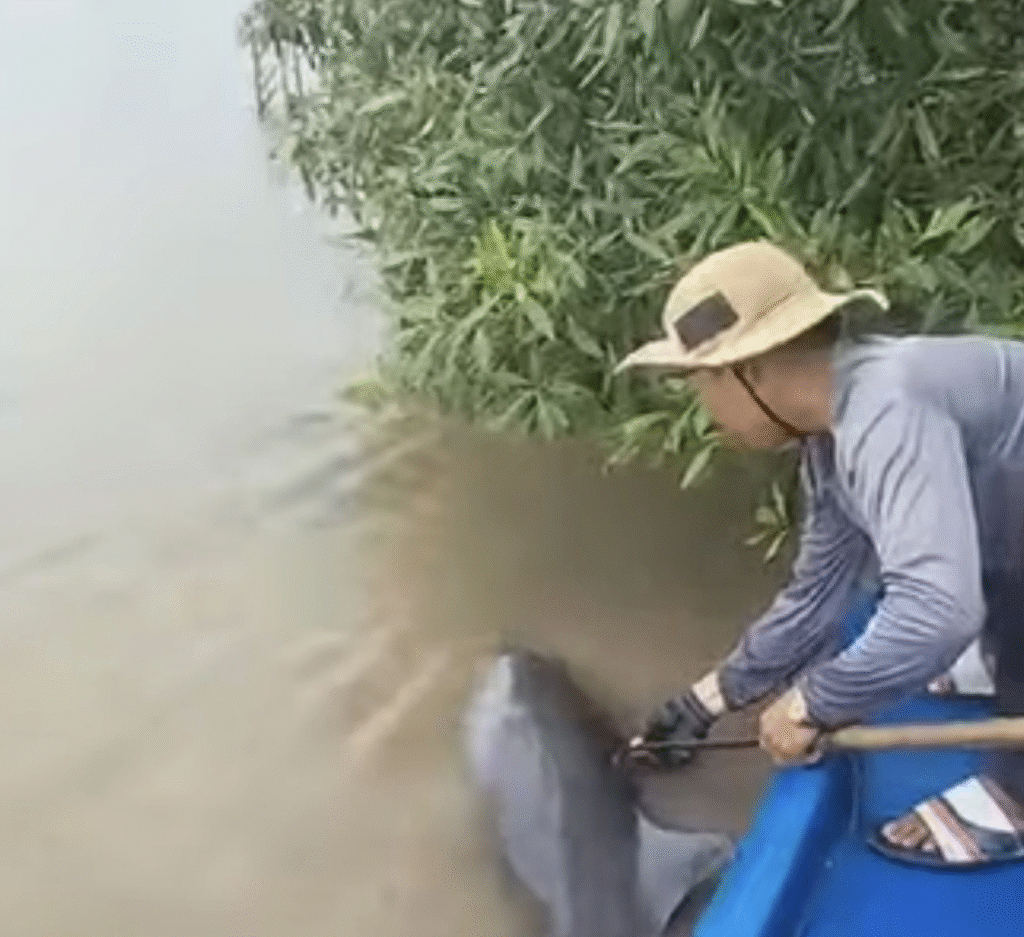 Ngư dân Cà Mau giải cứu cá heo bị chĩa sắt đâm trên sông Gành Hào